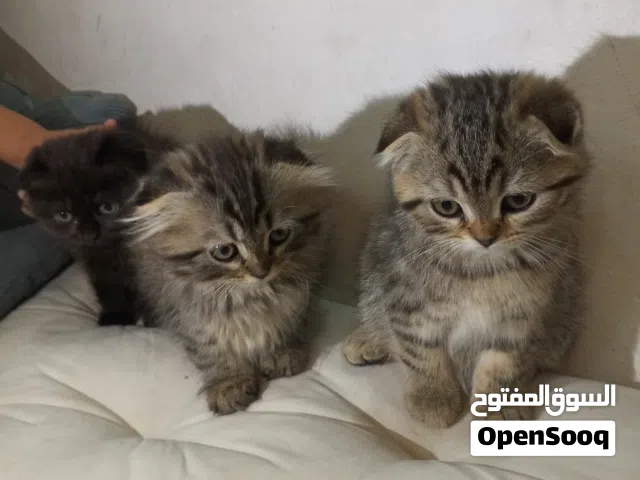 3 قطط اناث عمرهم شهر ونص مكس سكوتش فولد مع شانشيلا للبيع