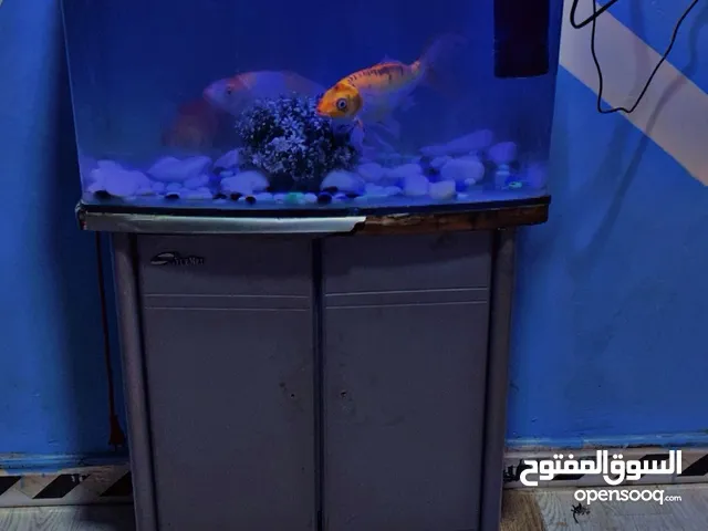 ابصره ابو خصيب اقره وصف