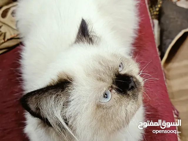 قطة ذكر التبني هملايا
