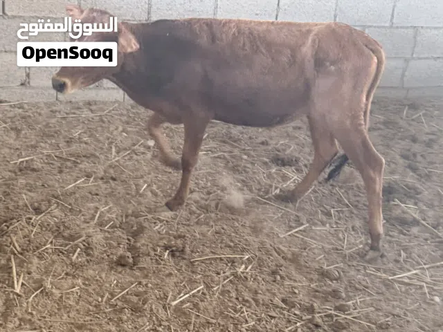 عجل 8 شهور للبيع