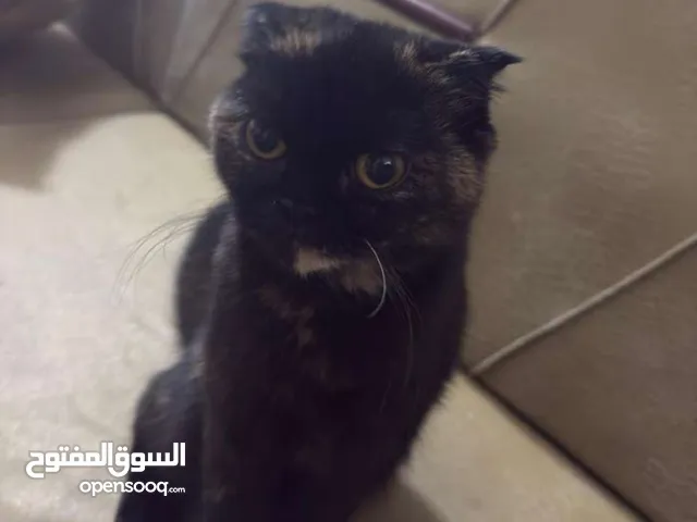 قط سكوتش لونه مميز للبيع كلشي حافظه رمل واكل وقفص