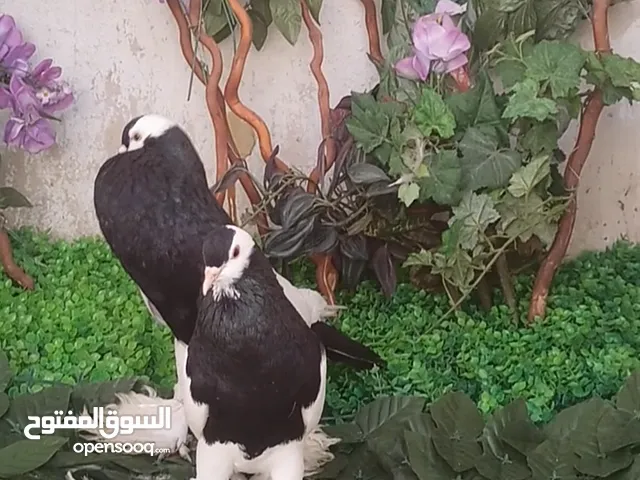 جواز حمام شغالات نخب للبيع