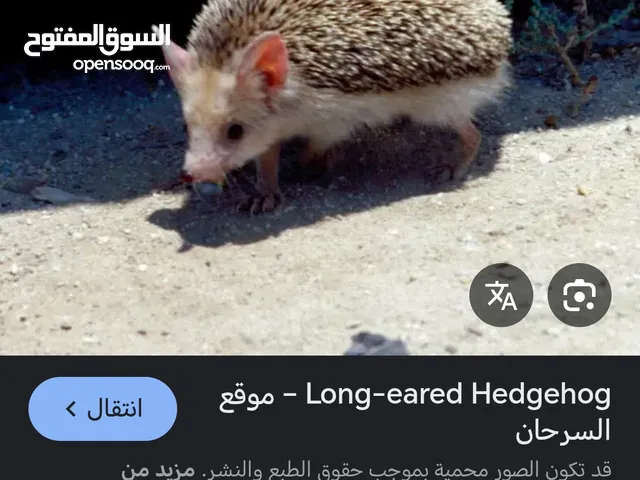 موجود قنفذ للبيع