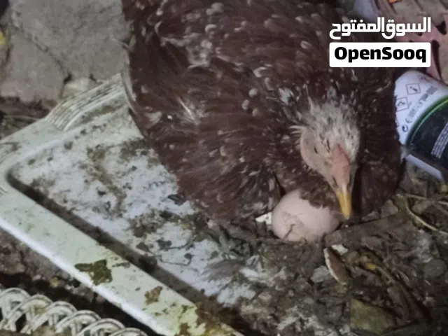 دجاج للبيع