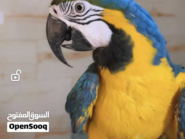 ببغاء مكاو بلو اند قولد