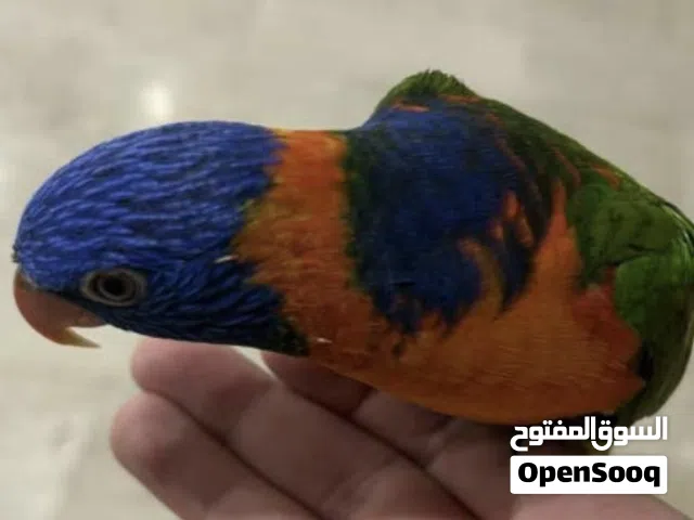 للبيع لوري ربوه ربوه و يتكلم
