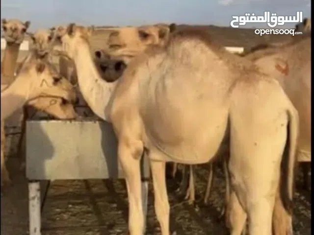 حاشي وقعدان للبيع