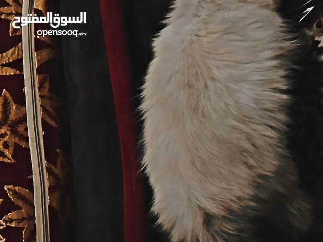 قطه هملايا للبيع