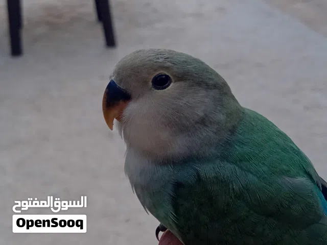 سلام عليكم متوفر روز امروض فل برا او داخل العمر 3 أشهر العصفور ايضير عادي جناوحه كاملات مكان مصراته