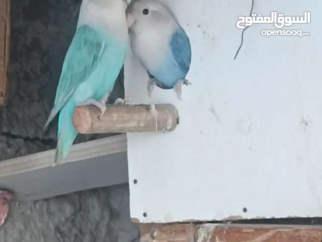 زوج روز اوبلاين اسبلت اينو منتجين