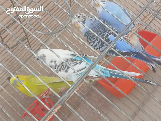 جوز عصافير حب تحتهم جوز فراخ شغالات%100
