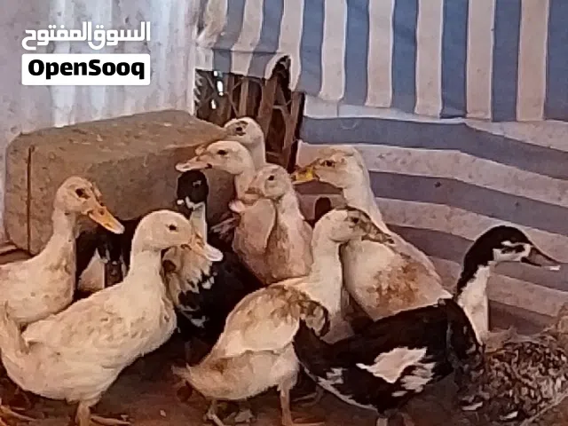بط عماني منتج
