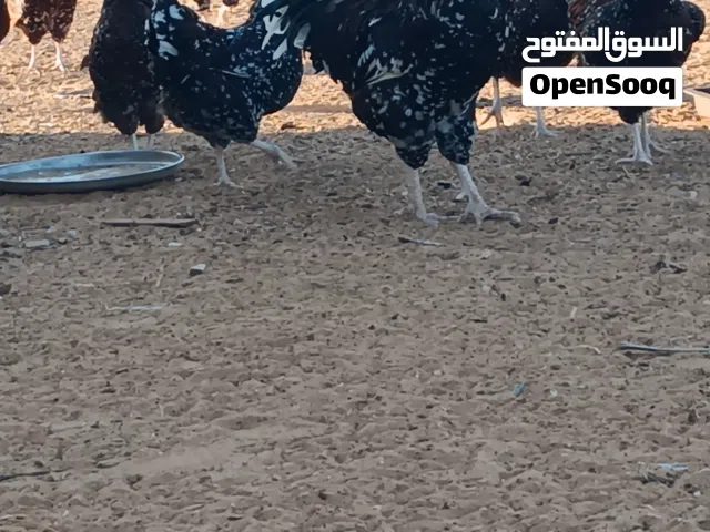 دجاج سايكس دم صافي