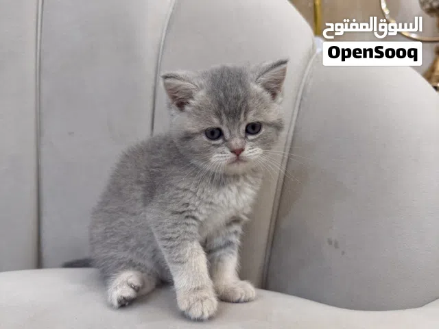Scottish fold& British