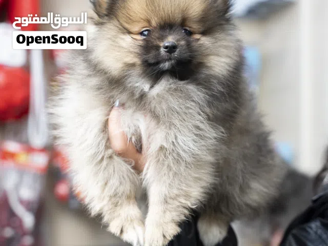 إليك أجمل جراء بوميرنيان . دلع – شكل فاخر – حجم الجيب  مواصفات جراءنا:  وجه  (Teddy Face)