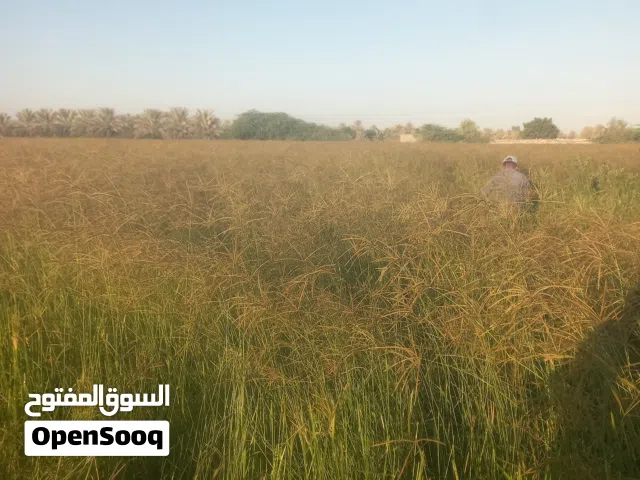 بيع بذر حشايش