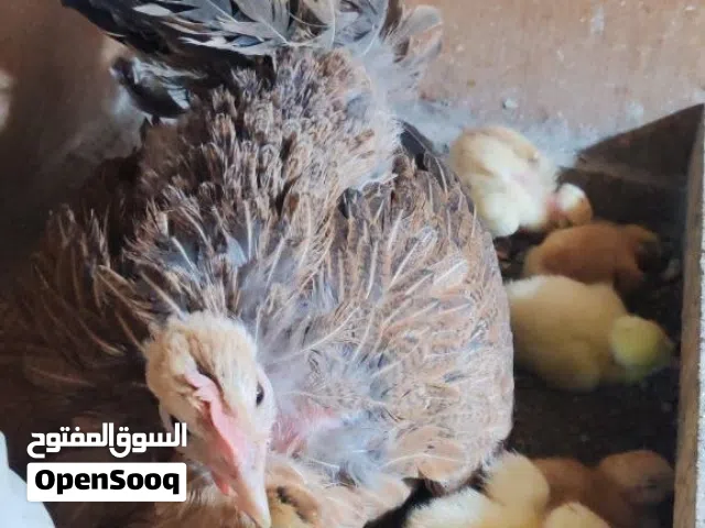 ام ركيبة مع افراخها
