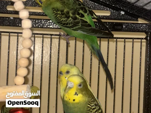 طيور بادجي ذكور و اناث المكان ابوظبي