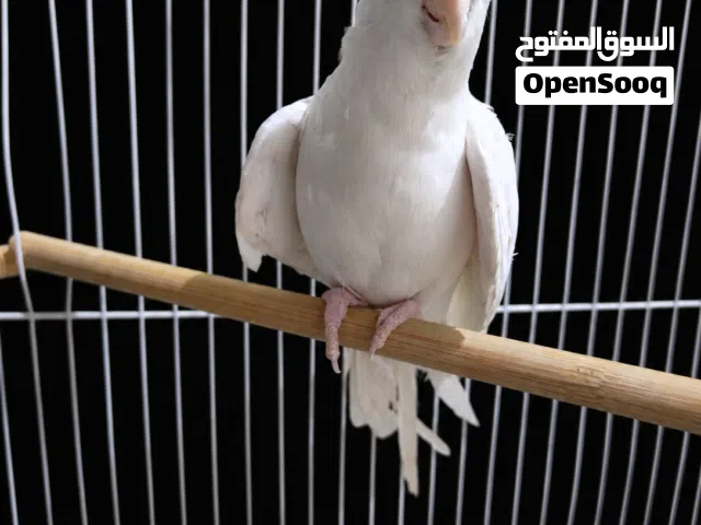 كوكتيل البينو جاهز للتزاوج فول تغريد