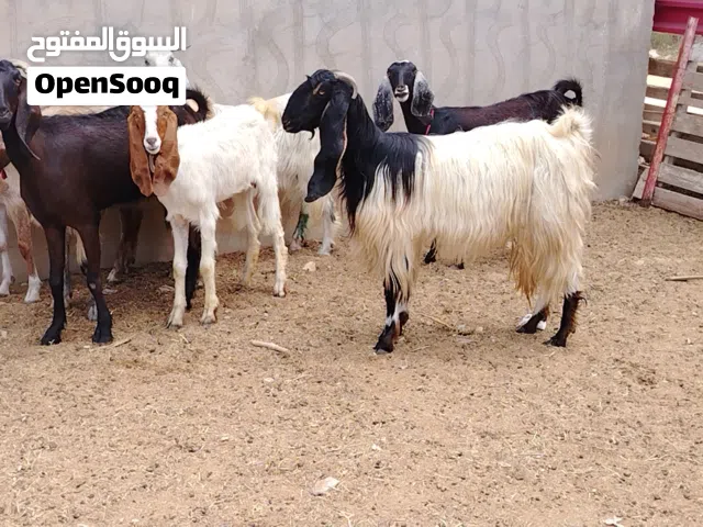 السلام عليكم العدد 7، معزات هجين ربي يبارك عز من يربي. فيهم وحدة تنية و3 رباع وزوز سداس ووحدة أول