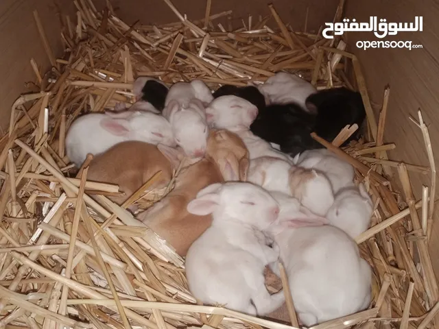 ارانب ايرلندية و مختلطة