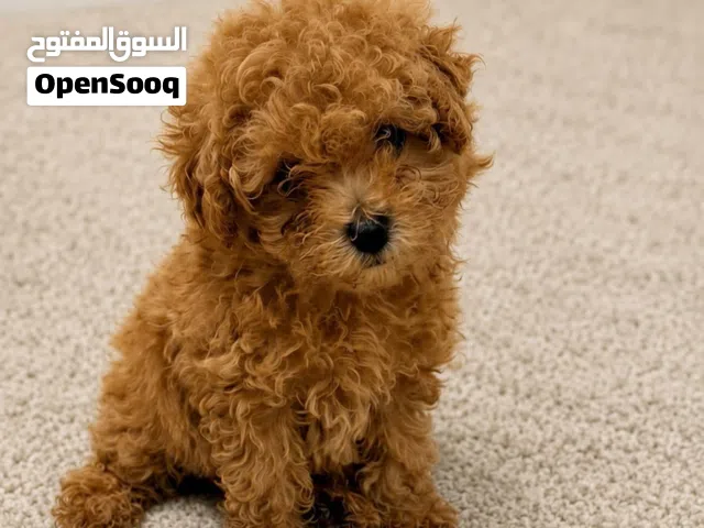 توي بودل toy poodle