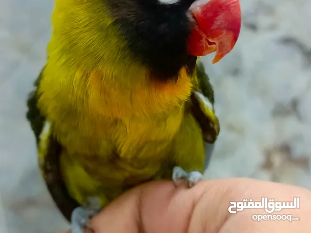 غندورة فيشر أفريقية للبيع- أنثى نادرة بعمر سنة!