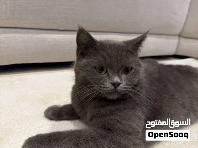 بريتش شورت هيرت انثى