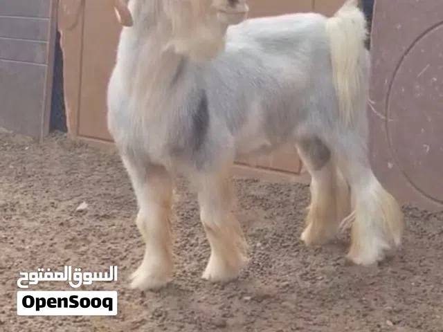 فحل للبيع  تيس طيب اللهم بارك