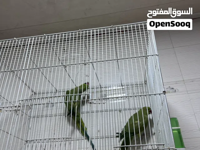 سلام عليكم درة البيع