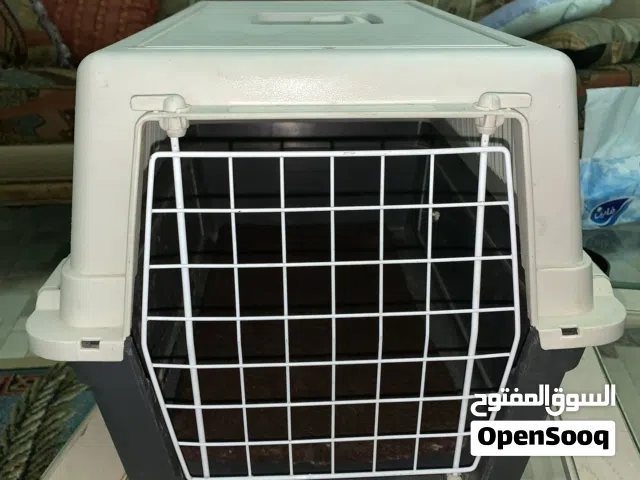 اكسسورات للقطط