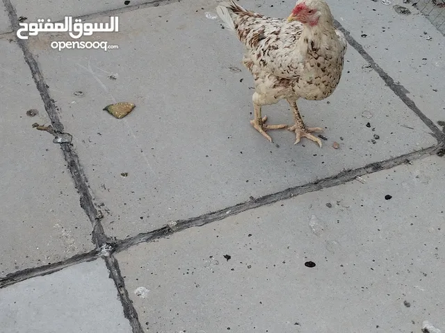 بيع دجاج عرب