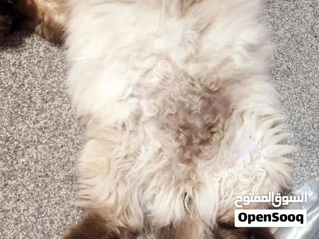 هيمالايا شوكليت 11شهر