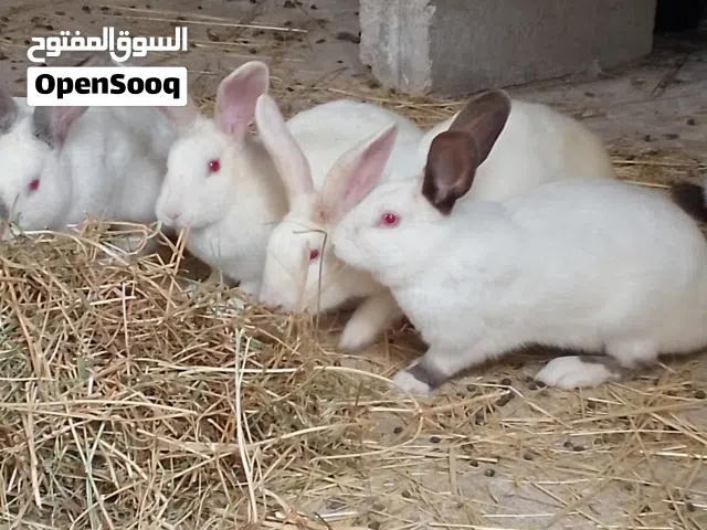 متاح ارانب جميله وأحجام فوق النخب بلدي وفرنسي وهجين كلفوني العدد 16انثى أغلبهم معاشير و13ذكر