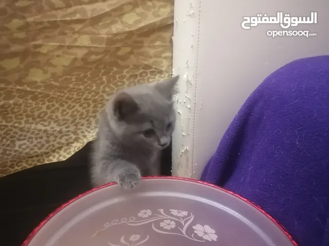 British short hair, mother and 2 kittens, All female
