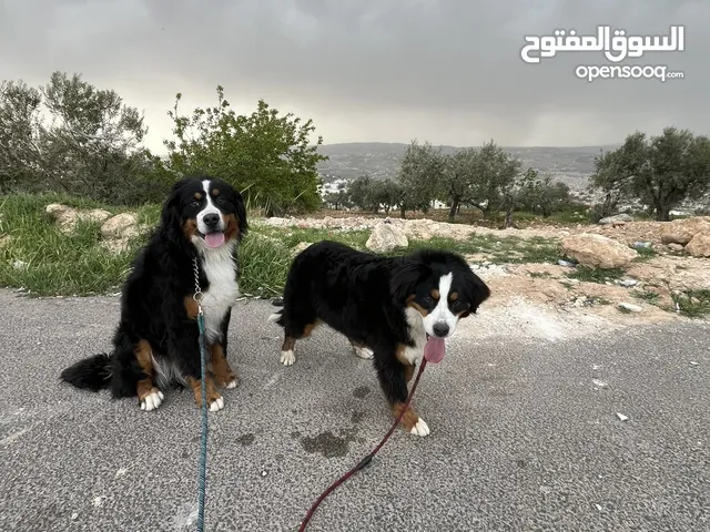 Swiss bernese