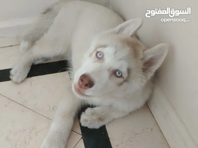 بيع كلب هاسكي 3 شهور معاه كل حاجه و اكله البيع لسفر خارج البلاد مطعم و معاه العابه و حجاته كلها