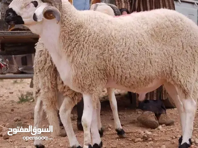 قصاب بالرياض جميع أنحاء الرياض قصاب شرق غرب شمال جنوب