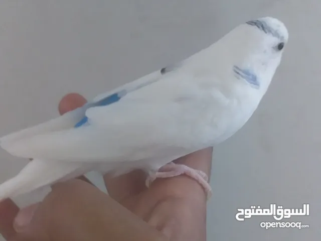 بقلينو مروض للبيع