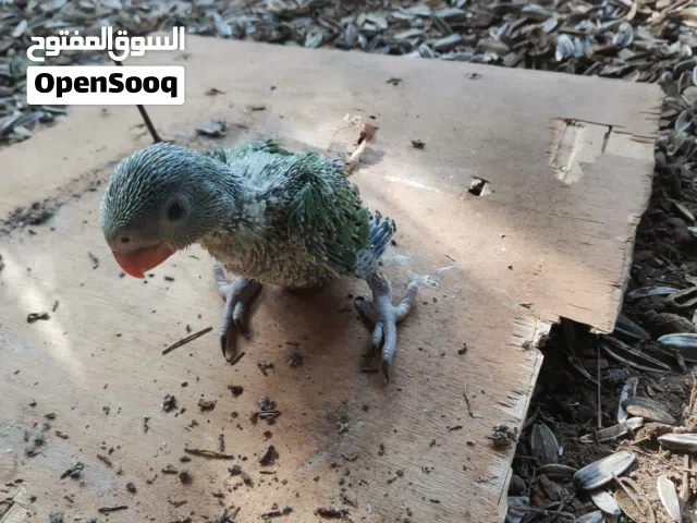 للبيع فروخ متوه اليف