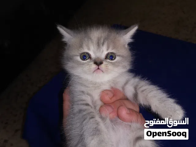 قطط عدد 3   أنثى و ذكرين لون سكني أنثى و الباقي ذكور  Kittens for sale 1 female and  2 males