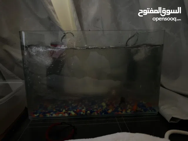 سمك معا فلتر معا بيت زجاج