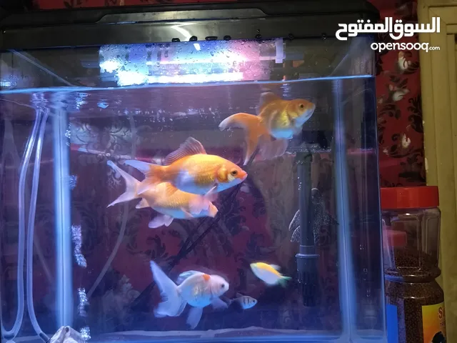 fish with tenk