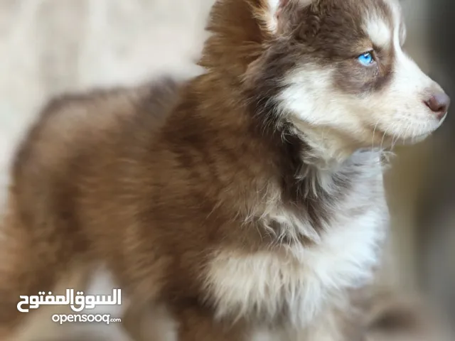 كلبه هاسكي لونج هير