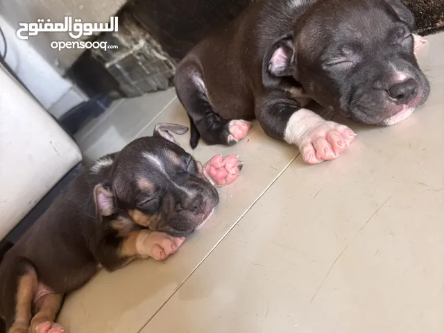 Americanbully