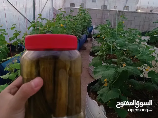 مخلل خيار طبيعي منزلي- زراعة منزلية