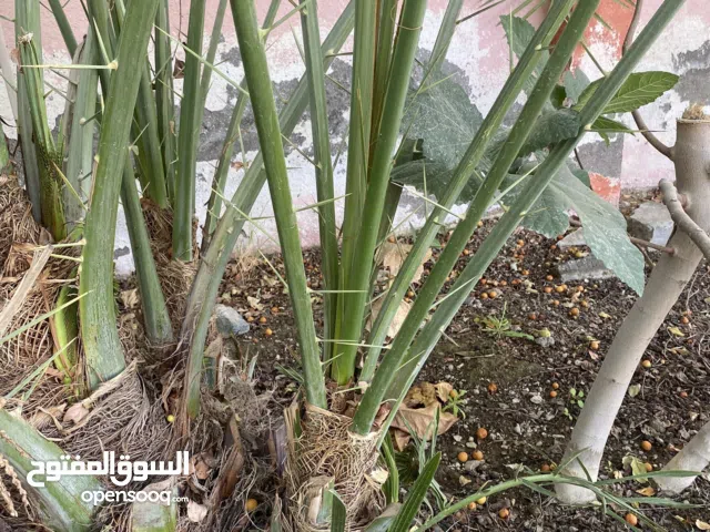 صرم للبيع من عده أنواع شوف الوصف