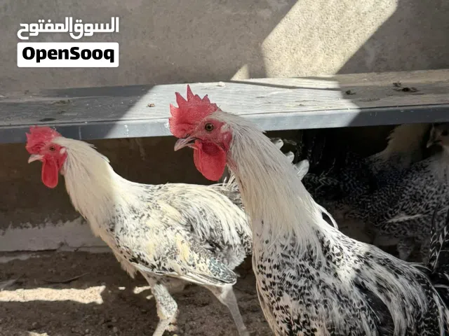 ديج لبيع فيومي
