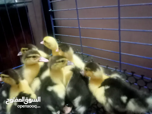 بط خليط بلدى على مسكوفى