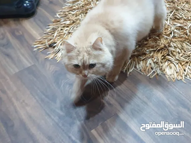 Female cat for adoption قطة للتبني